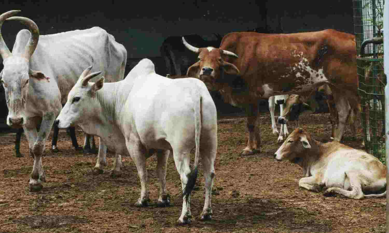 prevention of cow slaughter Act 1951